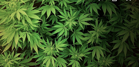 renee4u header picture leakfans.com