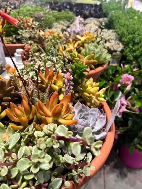 reverie_mio header picture leakfans.com