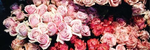 rogue_vixen header picture leakfans.com