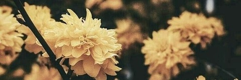 rosaalinaa header picture leakfans.com