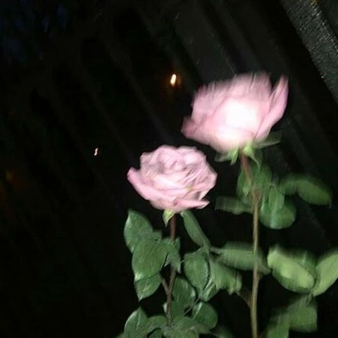 rose.s header picture leakfans.com