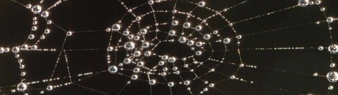 roseafterhours header picture leakfans.com