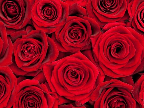 rosebudd header picture leakfans.com