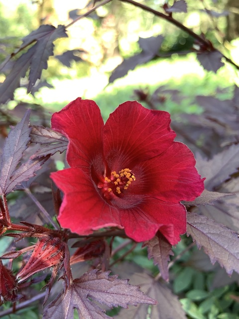 rosem4rythym3 header picture leakfans.com