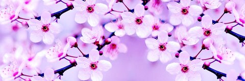 rosiechaitea header picture leakfans.com