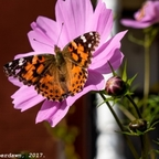 rowena profile picture leakfans.com