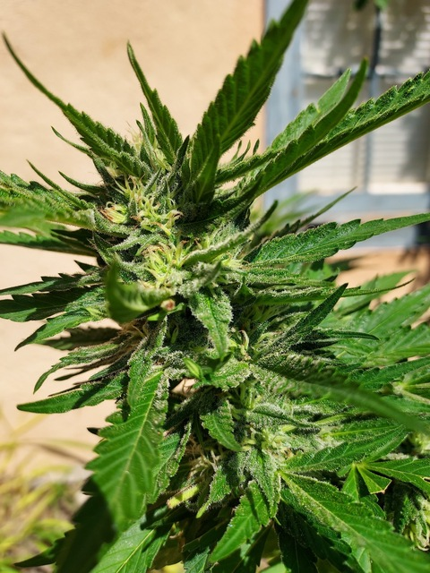 sabrinameek header picture leakfans.com