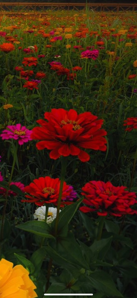 saikyo-ou header picture leakfans.com