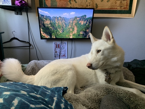 saintpadrick header picture leakfans.com