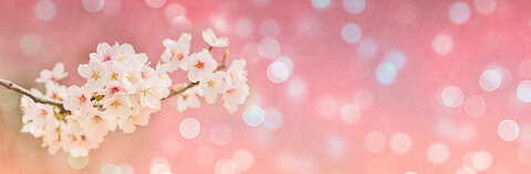 Header of sakuhcat