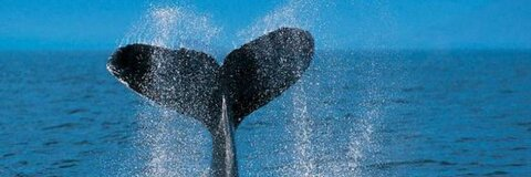 salascram header picture leakfans.com