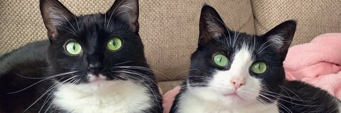 salty_kitten header picture leakfans.com