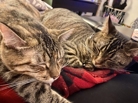 samantha-ashley header picture leakfans.com