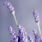 sammmmmmmmsam profile picture leakfans.com