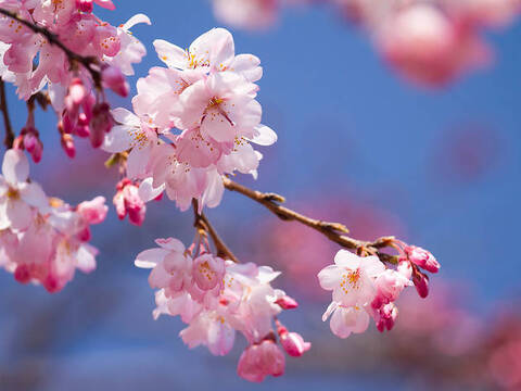 sammmmmmmmsam header picture leakfans.com