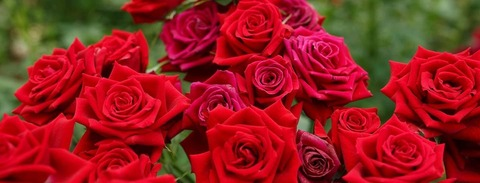 scarlettxbenson header picture leakfans.com