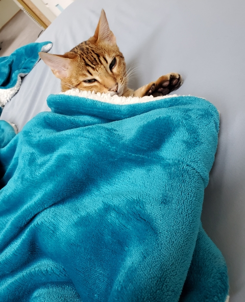 secretlumi header picture leakfans.com