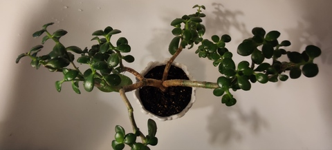 seductivesucculents header picture leakfans.com