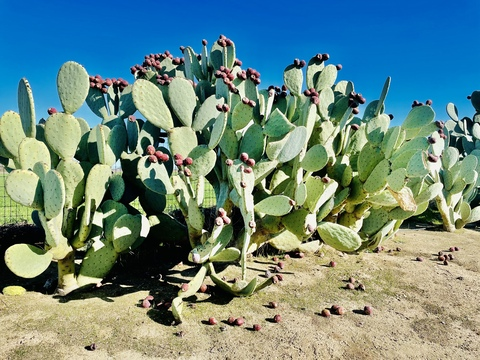 seeasouthernsweetie header picture leakfans.com