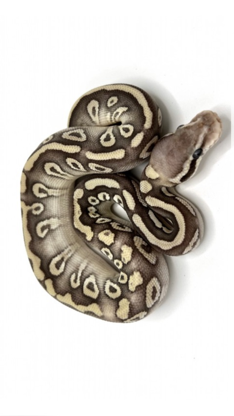 sexypetitev header picture leakfans.com