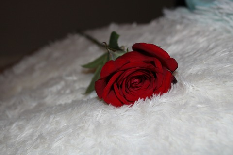 shadowshine header picture leakfans.com