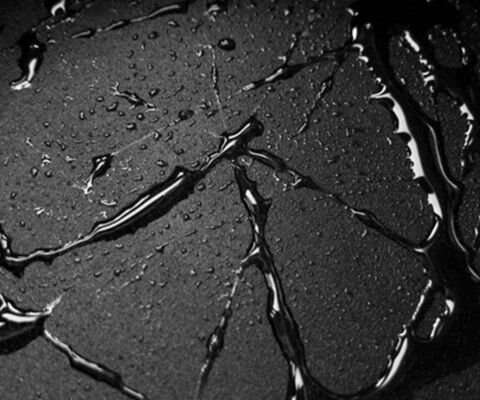 shaneliy header picture leakfans.com