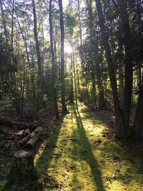 shebuckshard header picture leakfans.com