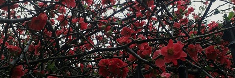 shelyair_girl header picture leakfans.com