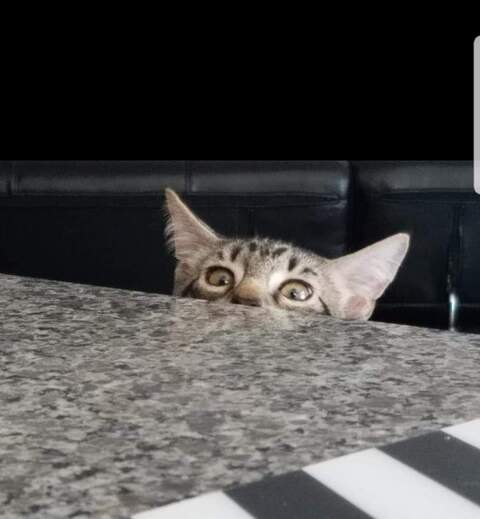 silvabist header picture leakfans.com