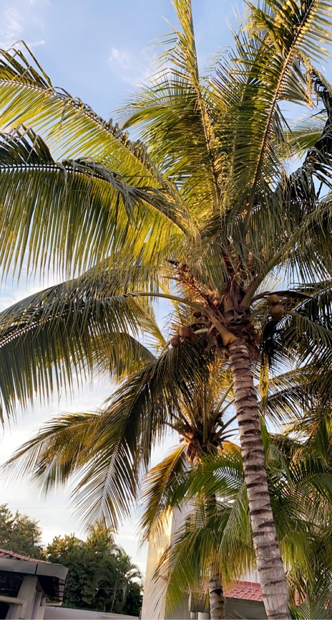 silvatrev header picture leakfans.com