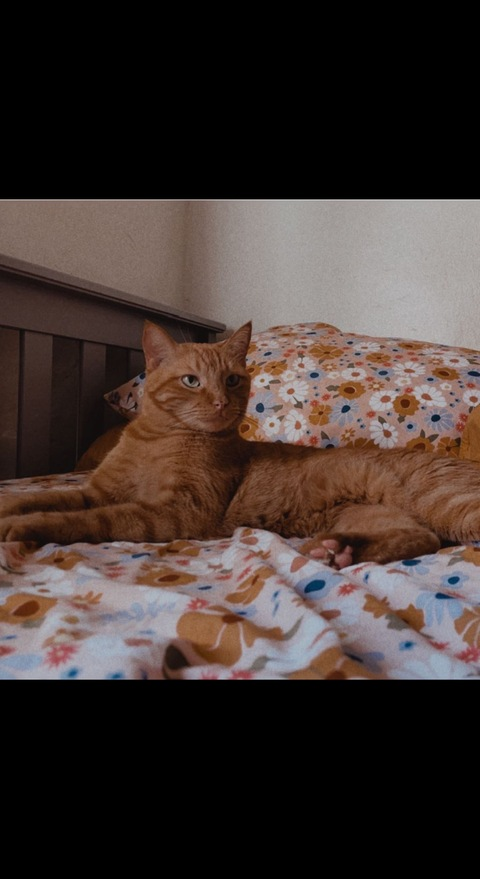 sirentears header picture leakfans.com