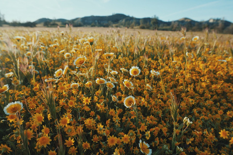 sirpeeny header picture leakfans.com