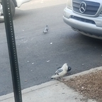 sleepless profile picture leakfans.com