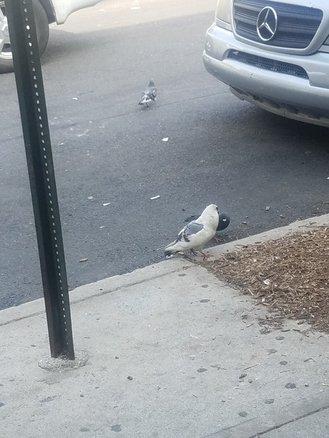 sleepless header picture leakfans.com