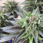 smalldicksean profile picture leakfans.com