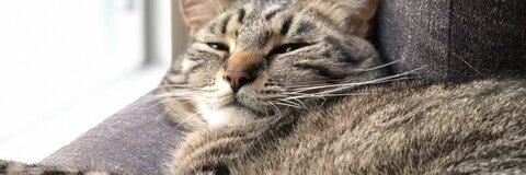 smileymau5 header picture leakfans.com