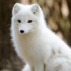 snowfox2020 profile picture