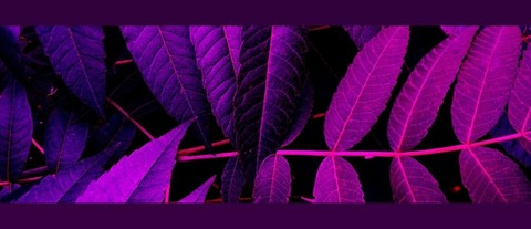 sodaghoul header picture leakfans.com