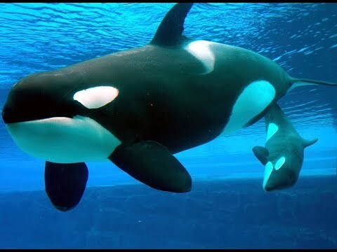 softbunzofficial header picture leakfans.com