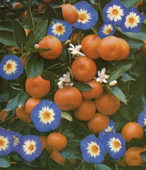 Header of softlycitrus