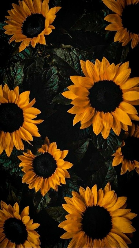 soolmtz header picture leakfans.com