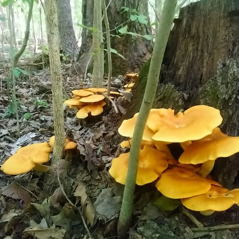 soriastarrfree header picture leakfans.com