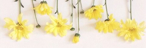 southernbellekeh header picture leakfans.com