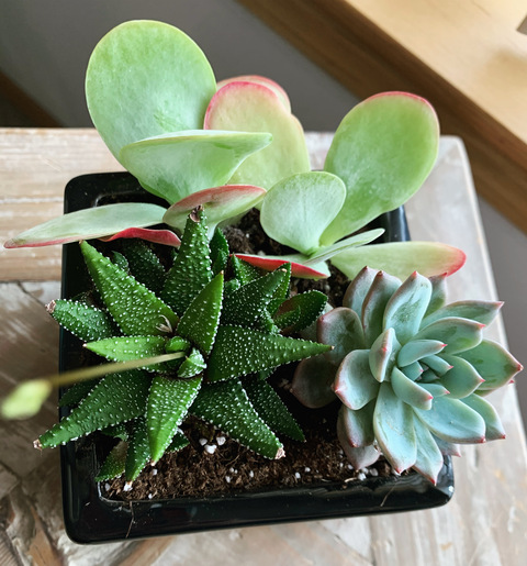 spell.bound.dreamer header picture leakfans.com