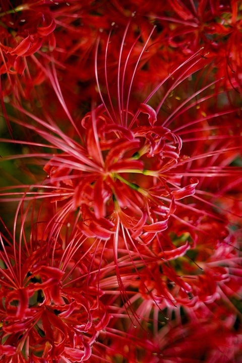 Header of spiderlily15