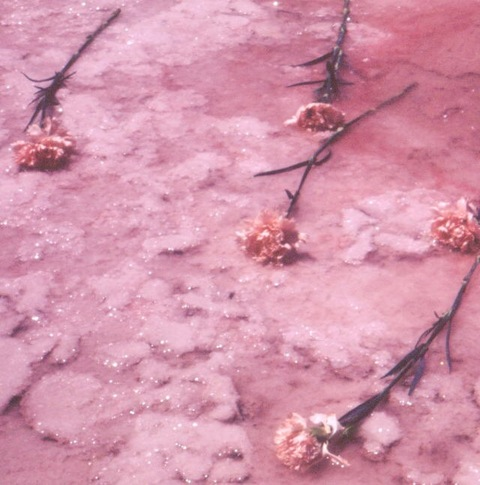 stelladonna header picture leakfans.com