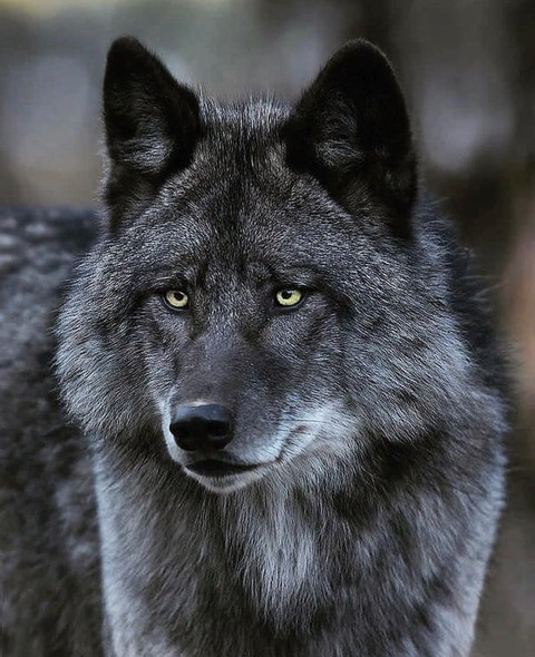 stepfanmurray header picture leakfans.com