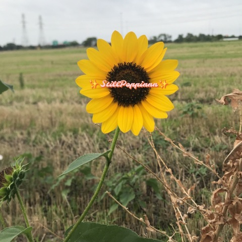 stillpoppinnn header picture leakfans.com