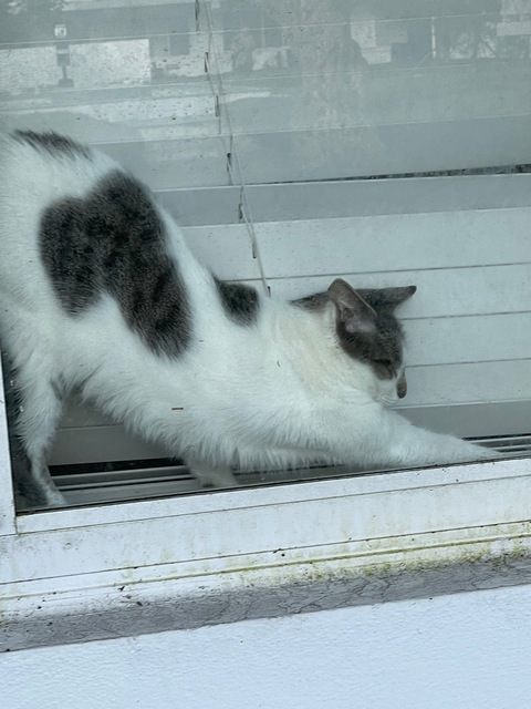 strawbabyshortie header picture leakfans.com