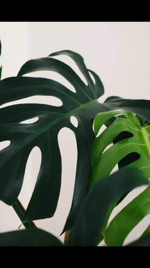 strawberriesncreampies header picture leakfans.com